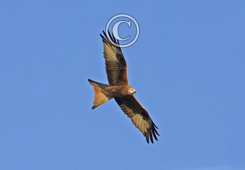 Red Kite 2